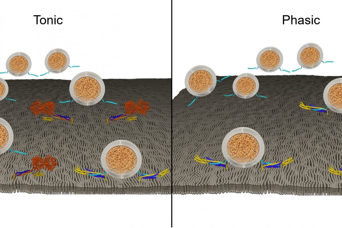 Study reveals a protein’s key contribution to heterogeneity of neurons Study reveals a protein’s key contribution to heterogeneity of neurons