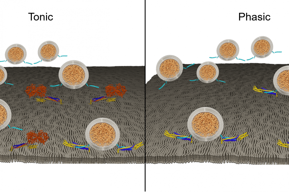 Study reveals a protein’s key contribution to heterogeneity of neurons