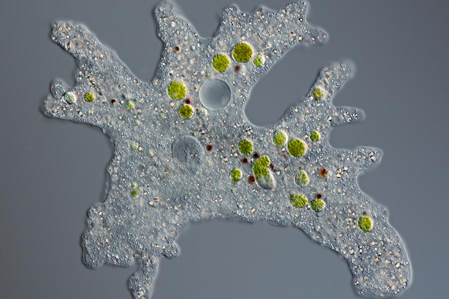 Thousands of programmable DNA-cutters found in algae, snails, and other organisms Thousands of programmable DNA-cutters found in algae, snails, and other organisms