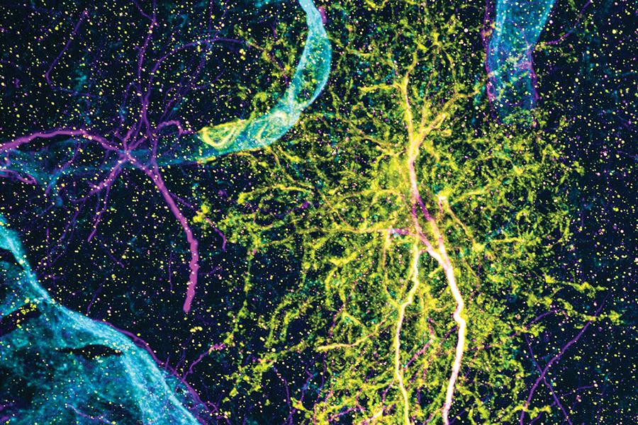 Astrocyte diversity across space and time