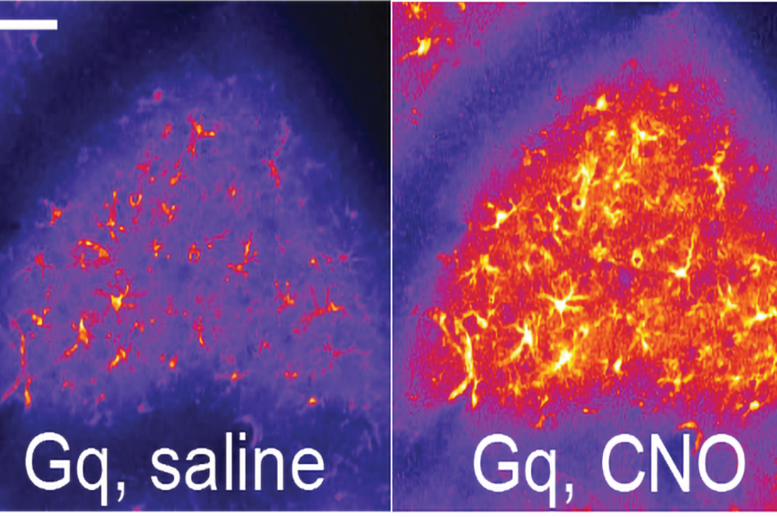 Astrocyte cells critical for learning skilled movements