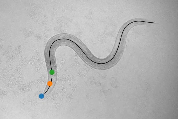 Cracking the code that relates brain and behavior in a simple animal Cracking the code that relates brain and behavior in a simple animal
