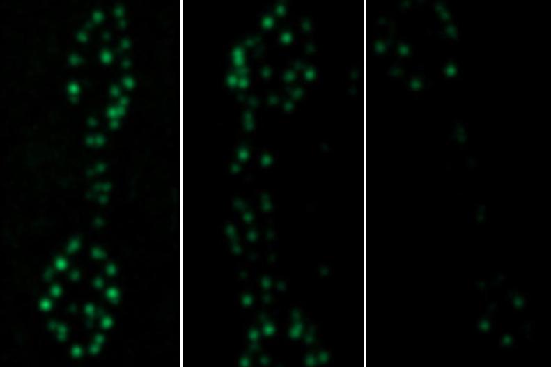 New findings reveal how neurons build and maintain their capacity to communicate New findings reveal how neurons build and maintain their capacity to communicate
