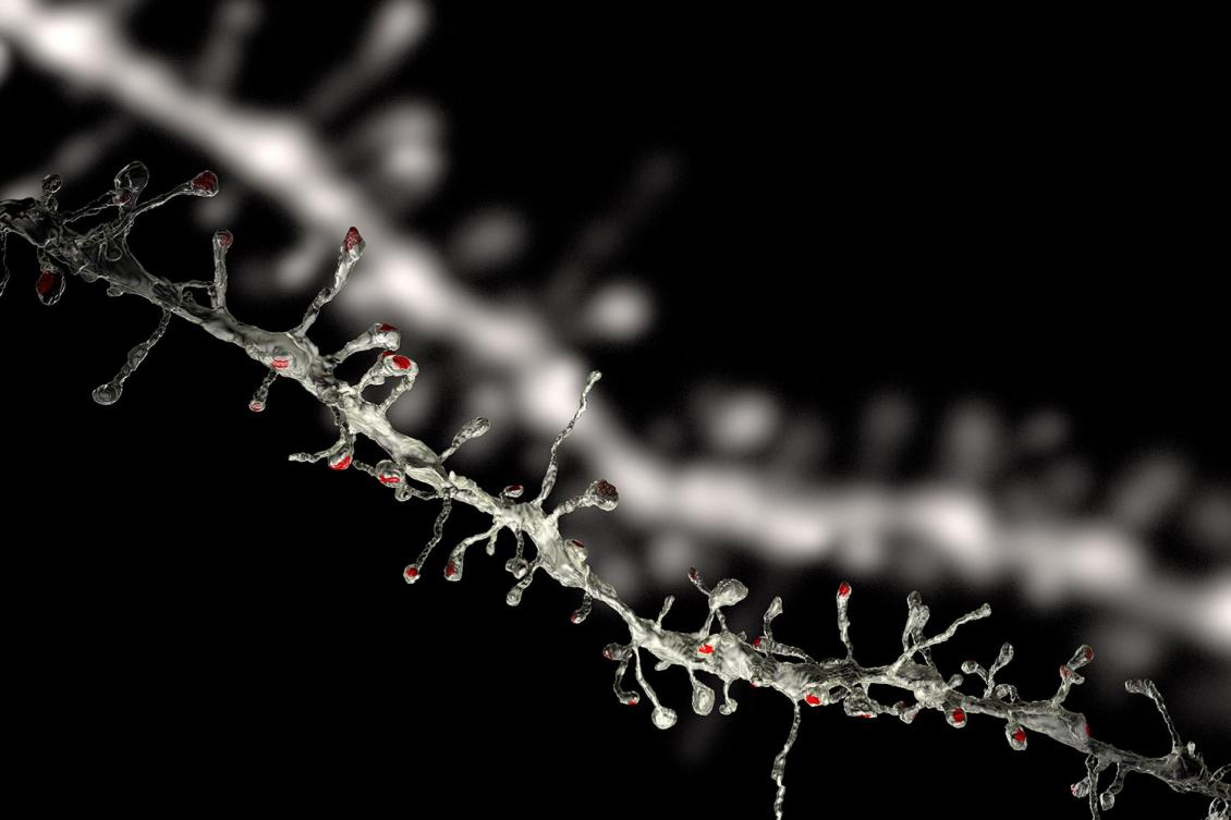 dendrites-spines-reconstruction-mit-picower-00.jpeg dendrites-spines-reconstruction-mit-picower-00.jpeg