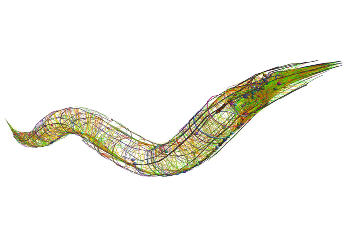 From molecular to whole-brain scale in a simple animal, study reveals serotonin’s effects