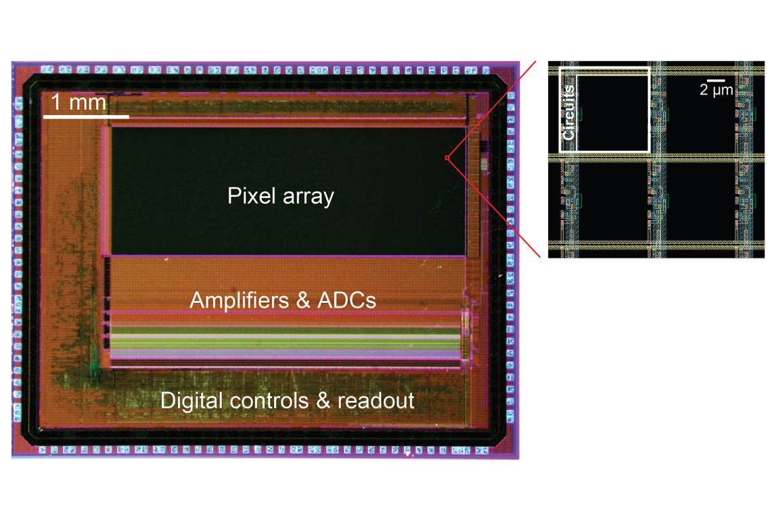 With programmable pixels, novel sensor improves imaging of neural activity