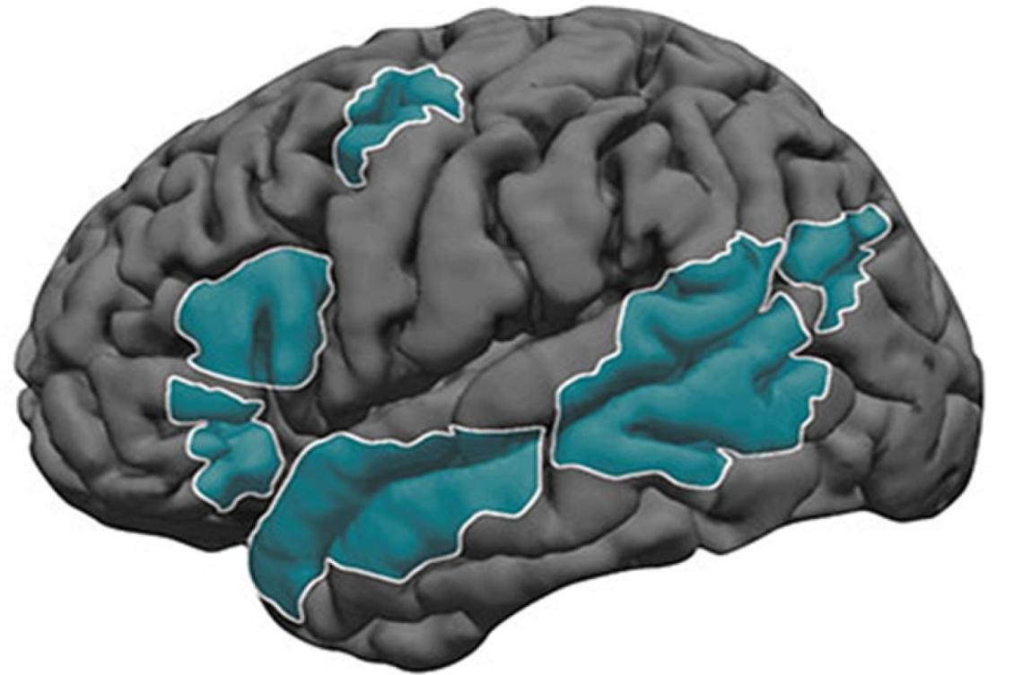 Language development in the brain