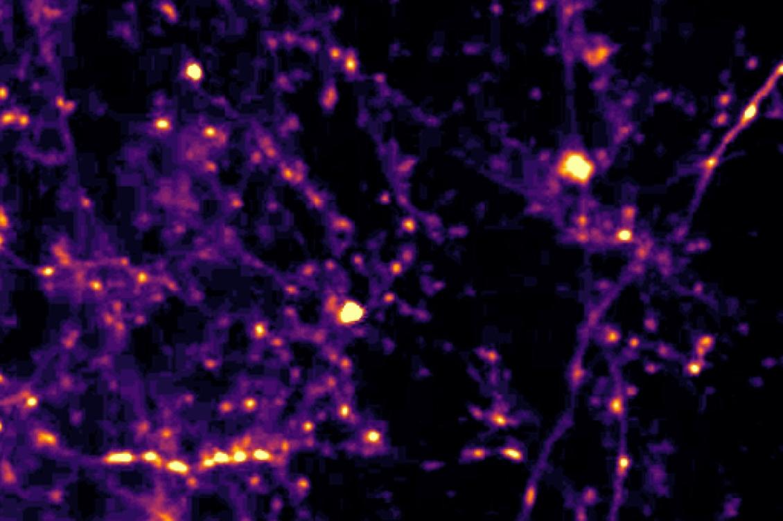 Brain circuit keeps tabs on what just happened to aid judgment of what’s happening now