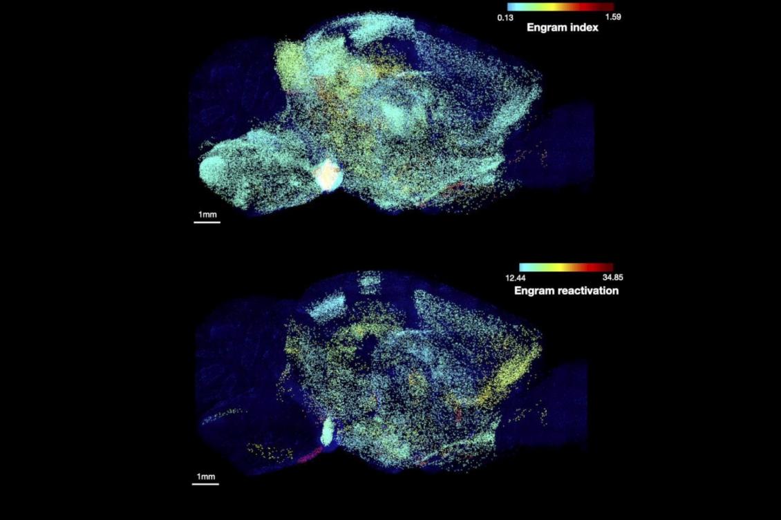 A single memory is stored across many connected brain regions