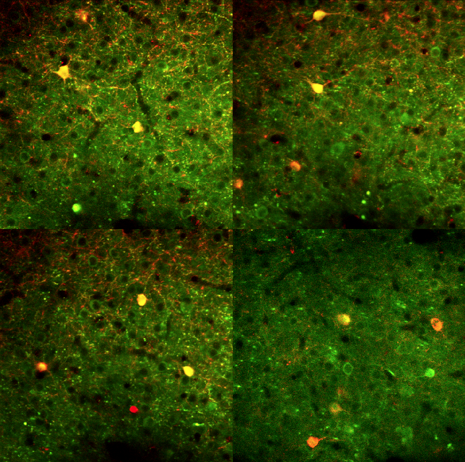 neurons-primary-visual-cortex.png neurons-primary-visual-cortex.png