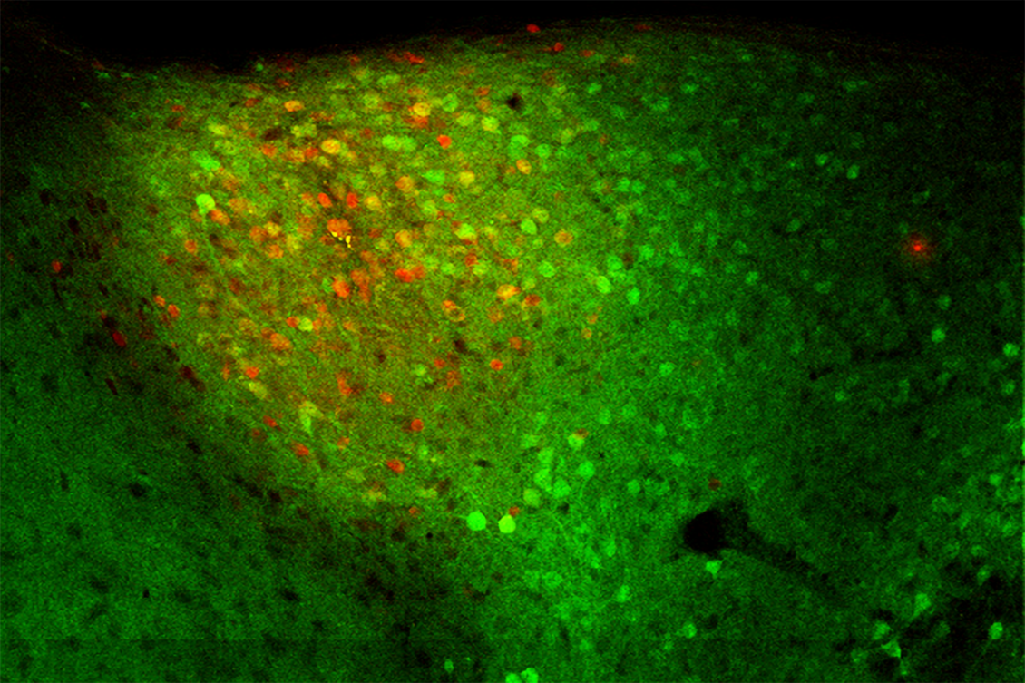 neurons.png neurons.png