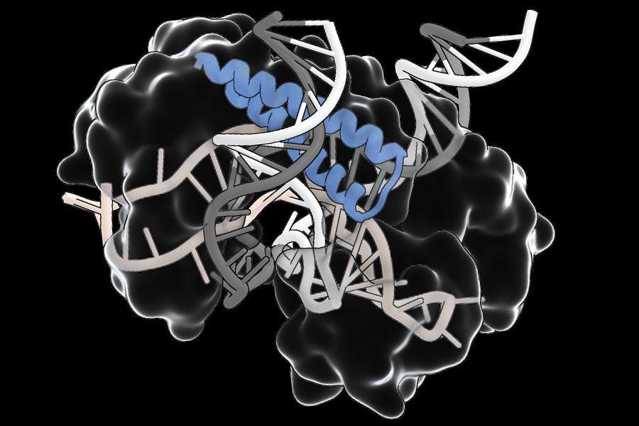 An ancient RNA-guided system could simplify delivery of gene editing therapies